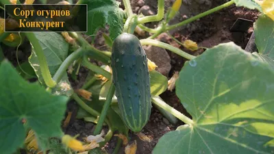 Купить Семена - Огурец Конкурент, 1 г. ❱❱ ТД Дарвин ❰❰❰