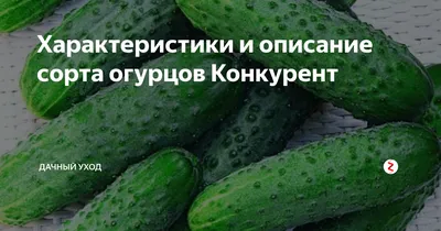 Семена Огурец \"Конкурент\" купить по цене 37.8 ₽ в интернет-магазине  KazanExpress