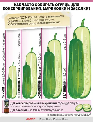 Есть ли сорта огурцов, которые остаются короткими и не перерастают? |  Огород | Дача | Аргументы и Факты