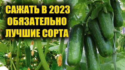 Огурцы соленые корнишоны купить с доставкой на дом по цене 340 рублей в  интернет-магазине