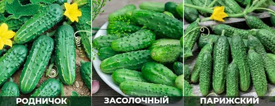 Выращивание корнишонов