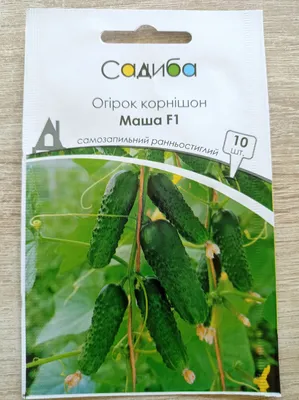 Семена огурец Маша F1 Семена от Октябрины Ганичкиной 3 г - купить в Москве,  цены на Мегамаркет