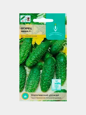Семена овощей Ивент-плюс огурец Маша F1 – купить в Алматы по цене 445 тенге  – интернет-магазин Леруа Мерлен Казахстан