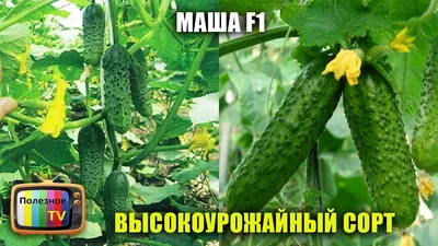 Семена ОКТЯБРИНА ГАНИЧКИНА Огурец Маша F1 8 шт. 120160 - выгодная цена,  отзывы, характеристики, фото - купить в Москве и РФ