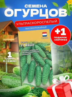 Огурец \"Маша F1\", 5 шт, семена (Сиб.сад) купить по цене 42 ₽ в  интернет-магазине KazanExpress