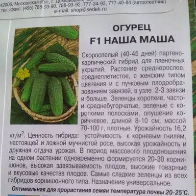 Маша F1 насіння огірка партенокарпічний Seminis купити, ціна в  інтернет-магазині Супермаркет Насіння