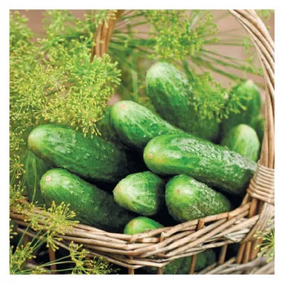 Огурец Мирабелл F1 (10 семян)/(5 пачек в упаковке) ТМ Beste Kern BP  (ID#2030080181), цена: 258 ₴, купить на Prom.ua