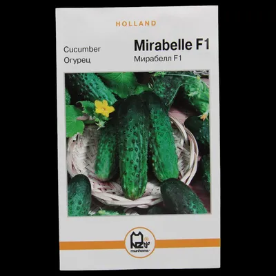 МИРАБЕЛЛ F1 / MIRABELLE F1 - огурец партенокарпический, Seminis (Професійне  насіння) купить в Украине - цена, фото, отзывы | Agrolife