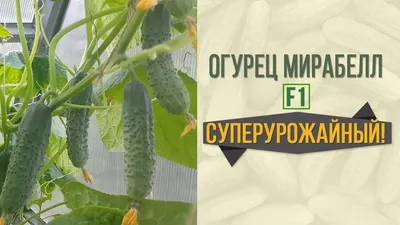Огурцы Мирабелл F1 МинскСортСемОвощ 5 шт купить в интернет-магазине Гемма