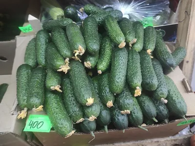 Купить огурец Мирабелл F1 1000 семян цена в интернет-магазине Agromarket50