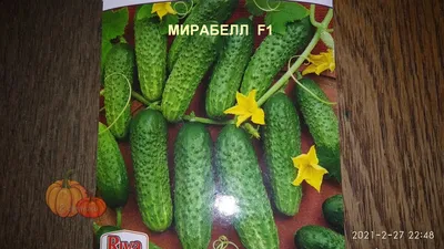 В Кировском районе огурцы будут выращивать круглогодично | MogilevNews |  Новости Могилева и Могилевской области