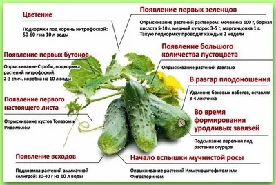 Купить семена Огурец Рубинштейн F1 — от НПО Сады Росcии
