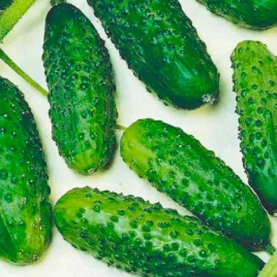 Семена огурца Мирабелл F1 (Seminis), 250 семян — ультраранний (40-45 дней),  высокоурожайный, корнишон: продажа, цена в Павлограде. Семена и рассада  овощных культур от \"АгроКонсультант\" - 787750174