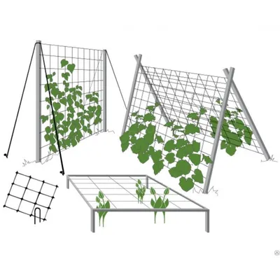 Как подвязать огурцы на сетку - какая сетка для огурцов лучше - Главред