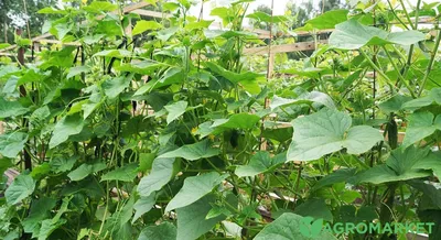 Выращивание огурцов на агроволокне: советы от Agro-Market