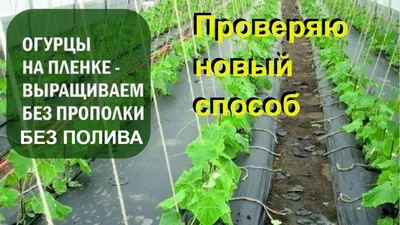 САЖАЮ ОГУРЦЫ НА ПЛЕНКУ-БЕЗ ПОЛИВА и ПРОПОЛКИ - YouTube