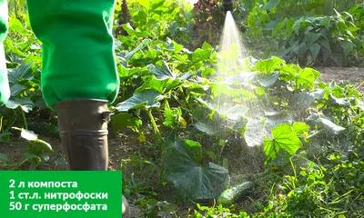 Чем подкормить огурцы в открытом грунте: подкормка огурцов в теплице после  высадки