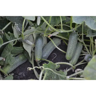 Огурец Убеда F1, Lark seeds