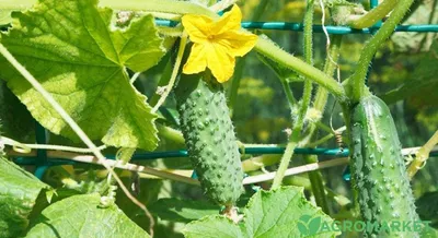 Как подготовить теплую грядку для огурцов - Agro-market