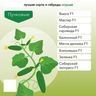 уДАЧНЫЕ СОТКИ: предлагаем лучшие сорта огурцов для посевов | Новости Гомеля