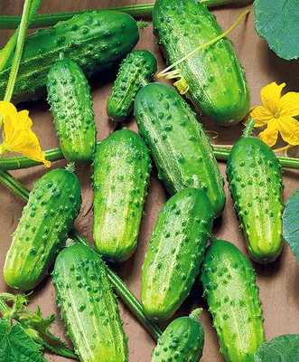 Огурец Родничок F1 0.5 г Gl Seeds - купить по лучшей цене в  Днепропетровской области от компании \"Agroretail.com.ua\" - 1075098520