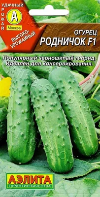 Огурцы Родничок : ТМ Вкусный - семена купить в Киеве, Украине фото, отзывы,  описание - Дачник