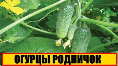 Огурцы ЛЕТО LER13841992 - купить по выгодным ценам в интернет-магазине OZON  (592722972)