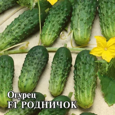 Купить Огурец Родничок Беларусь в Минске - Экзотические фрукты в коробках