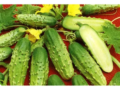 Огурец Родничок 2 г Фасованное (ID#1576230740), цена: 11.49 ₴, купить на  Prom.ua