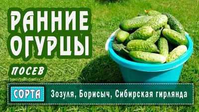 СЕМЕНА И САЖЕНЦЫ ВАШЕЙ МЕЧТЫ ! on Instagram: \"🥒 Согласитесь, похрустеть  зелёненьким сочным огурчиком прямо с грядки — несравненное удовольствие!  👍🏼 ⠀ 🥒 Огурец «Сибирская гирлянда F1». Семена бренда «Уральский дачник».  Гибрид