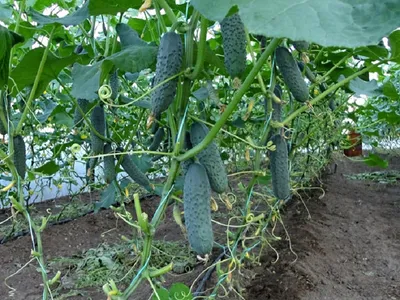 Как вырастить огурцы и томаты в одной теплице