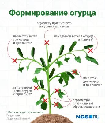 Уход за огурцами в теплице: удобрение, полив, посадка — Masterprof Season