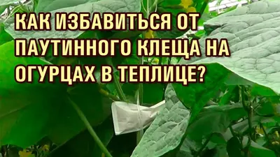 Экономим место: как вырастить огурцы и помидоры в одной теплице?: Общество:  Облгазета