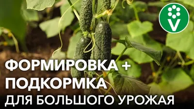 Семья из Якутии выращивает огурцы в подземной теплице - Информационный  портал Yk24/Як24