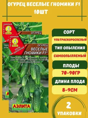 Огурцы \"Зелёные гномики\", описание сорта, отзыв, фото. Сорт прекрасный,  такого не встречала. Семена огурцов исчезают из магазинов, разобрали |  Блогерство на пенсии | Дзен