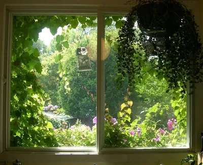 Фотообои окно в летний сад фото высокого разрешения, вид с окна, с террасы