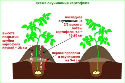Культиватор-окучник четырехрядный навесной Mv-Groupp, цена в Белгороде от  компании М-АГРО ТД