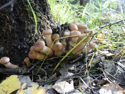 Опята на дереве (Фото) - treepics.ru