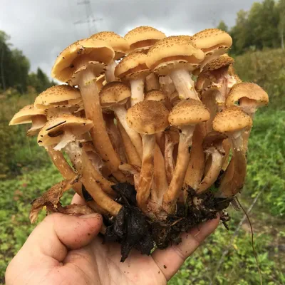 Опята осенние (Armillaria mellea) | Растения, Грибы, Дерево