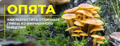 На первом снимке прошлый год на этом дереве были шикарные опята,а вот в  этом))))а дальше на этом же дереве море кроше.. | ВКонтакте