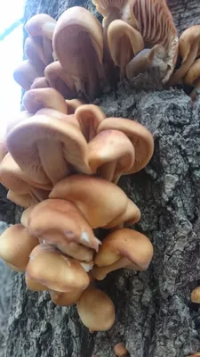 Трутовик берёзовый - Piptoporus betulinus - Грибы Уломы Железной
