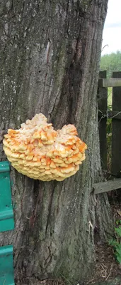 Опята зимние на дереве | Winter honey mushrooms on the tre… | Flickr