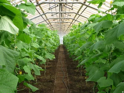 Колышек опора для растений, рассады 150, 180 см, цена в Нижнем Новгороде от  компании ГК СТРОЙСИСТЕМЫ