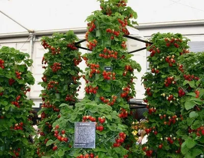 Опора для растений декоративная, Greenart, в ассортименте - купить в  интернет-магазине Fix Price в г. Москва
