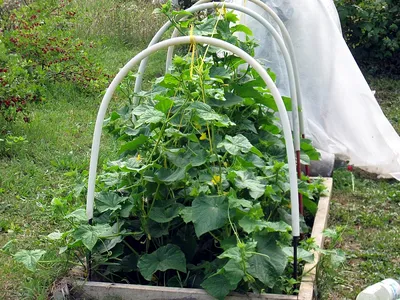 Опора для огурцов | naidy-garden.ru