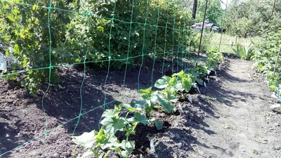 Вырастить огурцы на шпалере в открытом грунте | naidy-garden.ru