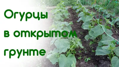 Выбираем опору для томатов, перцев, огурцов, фасоли для подвязки | Сайт о  саде, даче и комнатных растениях.
