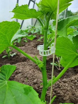 Схемы посадки огурцов: 4 причины, почему стоит их соблюдать | AgroMarket  интернет магазин семян