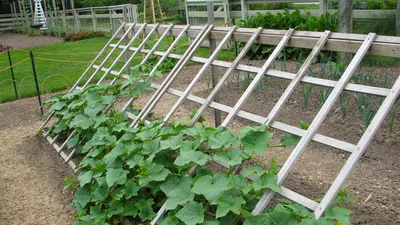 Опора для огурцов | naidy-garden.ru
