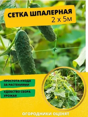 Сетка шпалерная (2х5 м, ячейка 17х17) для огурцов гороха винограда  пластиковая, опора для вьющихся растений - купить по выгодной цене в  интернет-магазине OZON (946952558)